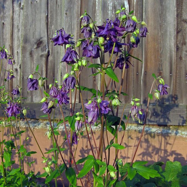 Gemeine Akelei (Aquilegia vulgaris) Bio Saatgut