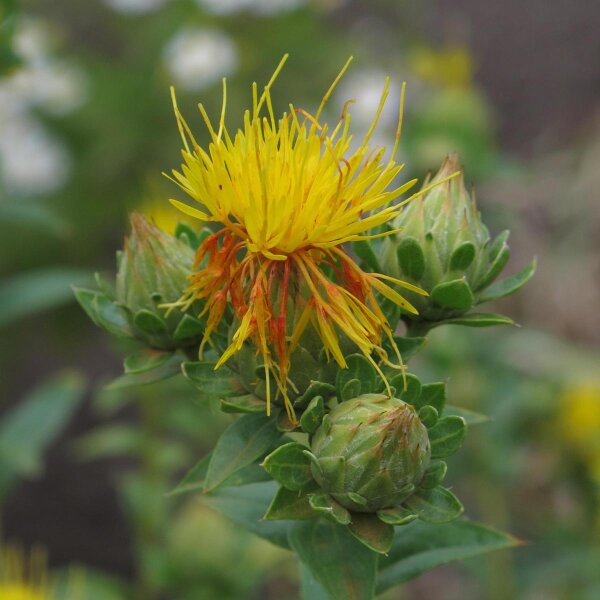 Färberdistel (Carthamus tinctorius) Bio Saatgut