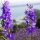 Feldrittersporn Galilee-Mix (Delphinium consolida) Bio Saatgut