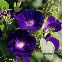 Purpur-Prunkwinde (Ipomoea purpurea) Bio Saatgut