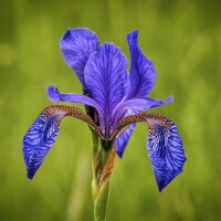 Sibirische Schwertlilie (Iris sibirica) Bio