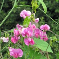 Duftwicke (Lathyrus odoratus) Bio Saatgut