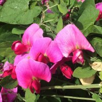 Duftwicke Spencer Mix (Lathyrus odoratus) Bio Saatgut