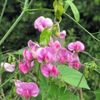 Duftwicke Spencer Mix (Lathyrus odoratus) Bio Saatgut