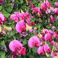 Duftwicke Spencer Mix (Lathyrus odoratus) Bio Saatgut