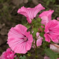 Bechermalve (Lavatera trimestris) Bio Saatgut