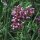 Patagonisches Eisenkraut (Verbena bonariensis) Bio Saatgut