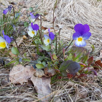 Wildes Stiefmütterchen / Ackerveilchen (Viola...