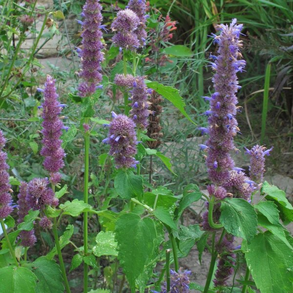 Asiatische Duftnessel | Koreanische Minze (Agastache rugosa) Bio-Saatgut