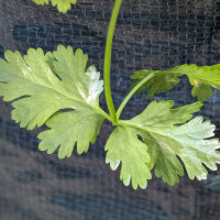 Zitronen-Koriander Dwarf Lemon (Coriandrum sativum) Bio Saatgut