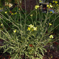 Wilde Rauke / Rucola selvatica (Diplotaxis muralis) Bio...