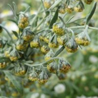 Wermut (Artemisia absinthium) Bio Saatgut