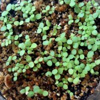 Qing Hao / Einjähriger Beifuss (Artemisia annua) Bio Saatgut