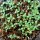 Qing Hao / Einjähriger Beifuss (Artemisia annua) Samen Bio