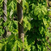 Hopfen (Humulus lupulus) Bio Saatgut