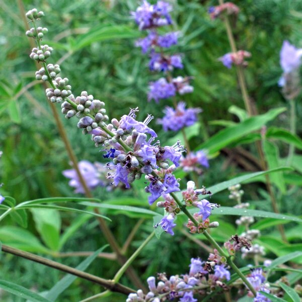 Mönchspfeffer (Vitex agnus-castus) Bio Saatgut