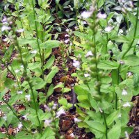 Indianertabak / Lobelie (Lobelia inflata) Bio Saatgut