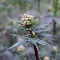 Baldrian (Valeriana officinalis) Bio