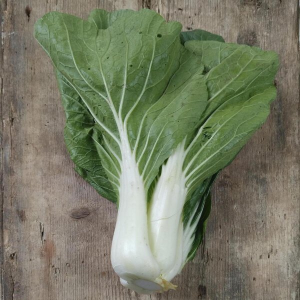 Pak Choi Tai Sai (Brassica rapa subsp. chinensis) Bio Saatgut
