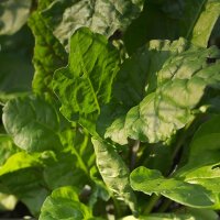 Ewiger Spinat Erbette (Beta vulgaris ssp. vulgaris) Bio...