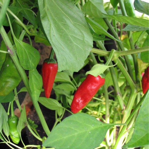 Chili 'Pimientos de Padrn' (Capsicum annuum) Bio Saatgut