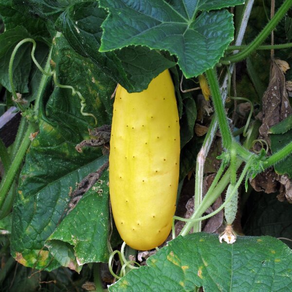 Gurke Gele Tros (Cucumis sativus) Bio Saatgut