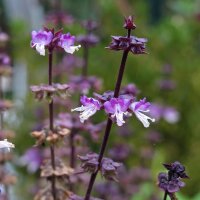 Thaibasilikum (Ocimum basilicum) Bio Saatgut