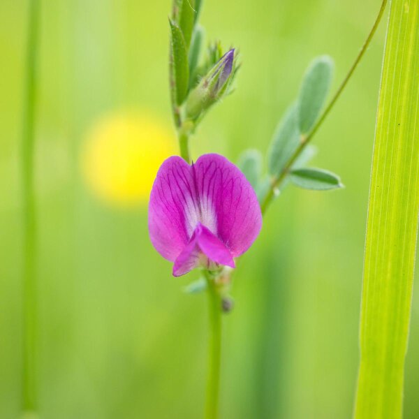 Saatwicke (Vicia sativa) Bio Saatgut