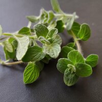 Syrischer Oregano Zatar (Origanum syriacum) Bio Saatgut