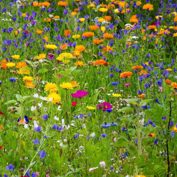 Wildblumen-Mischung  (10g passend für ca. 5m² Fläche) Bio