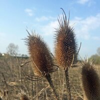 Wildblumen-Mischung  (10g passend für ca. 5m² Fläche) Bio