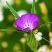 Wildblumen-Mischung  (10g passend für ca. 5m² Fläche) Bio