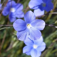 Wildblumen-Mischung  (10g passend für ca. 5m² Fläche) Bio