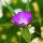 Wildblumen-Mischung  (10g passend für ca. 5m² Fläche) Bio