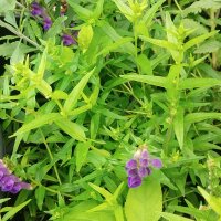 Baikal-Helmkraut / Chinesisches Helmkraut (Scutellaria baicalensis)