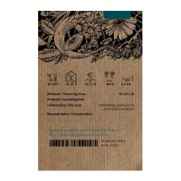 Baikal-Helmkraut / Chinesisches Helmkraut (Scutellaria baicalensis)