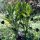 Himalaya-Alraune (Mandragora caulescens)