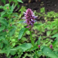 Anisysop / Anis-Duftnessel (Agastache foeniculum) Bio...