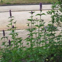 Anisysop / Anis-Duftnessel (Agastache foeniculum) Bio...