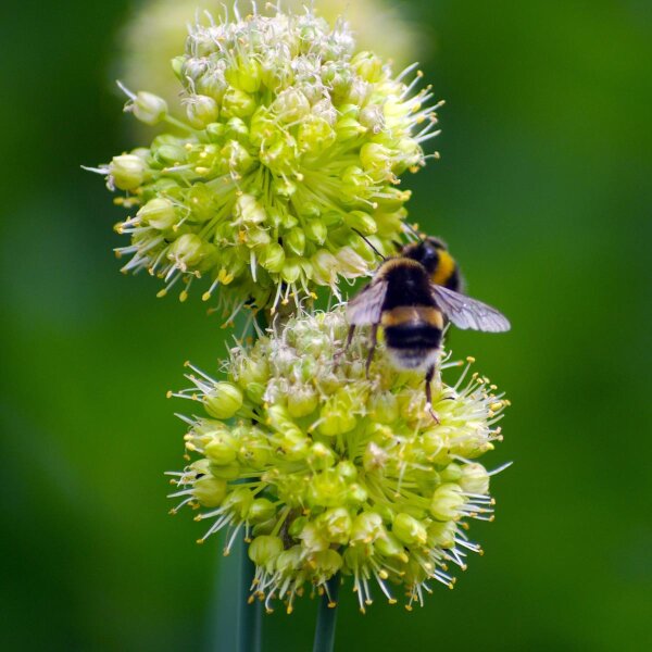 Scharfer Gelblauch (Allium obliquum) Bio Saatgut