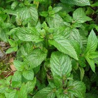 Grüne Minze / Krause Minze (Mentha viridis) Bio Saatgut