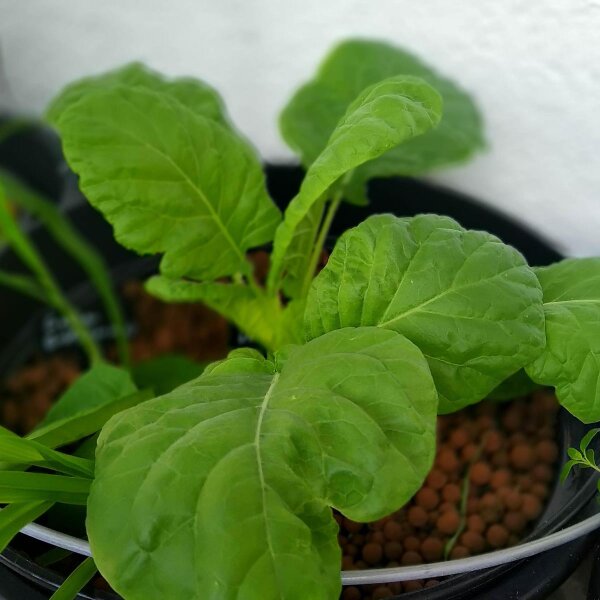 tomate saatgut Tomate 'Tica' Saatgut online kaufen main image 1