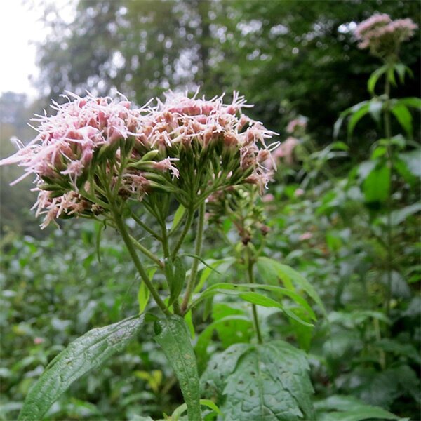 Gewöhnlicher Wasserdost (Eupatorium cannabinum) Bio Saatgut