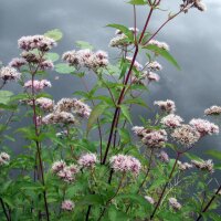 Gewöhnlicher Wasserdost (Eupatorium cannabinum) Bio...