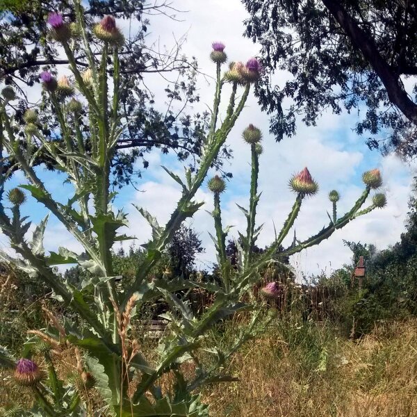 Gewöhnliche Eselsdistel (Onopordum acanthium) Bio Saatgut