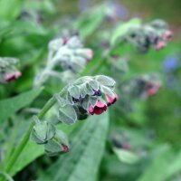 Gewöhnliche Hundszunge (Cynoglossum officinale) Bio...