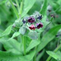 Gewöhnliche Hundszunge (Cynoglossum officinale) Bio...