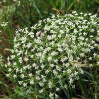 Gemeine Sichelmöhre (Falcaria vulgaris) Bio Saatgut