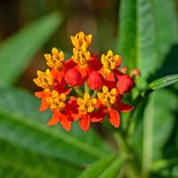 Knollige Seidenpflanze (Asclepias tuberosa) Samen