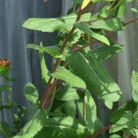 Grindelie / Großes Gummikraut (Grindelia robusta) Samen